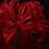 Spider lily