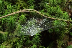 苔むすの森③