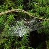 苔むすの森③