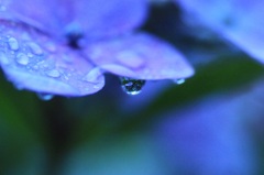 青い森③