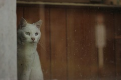 窓の向こう