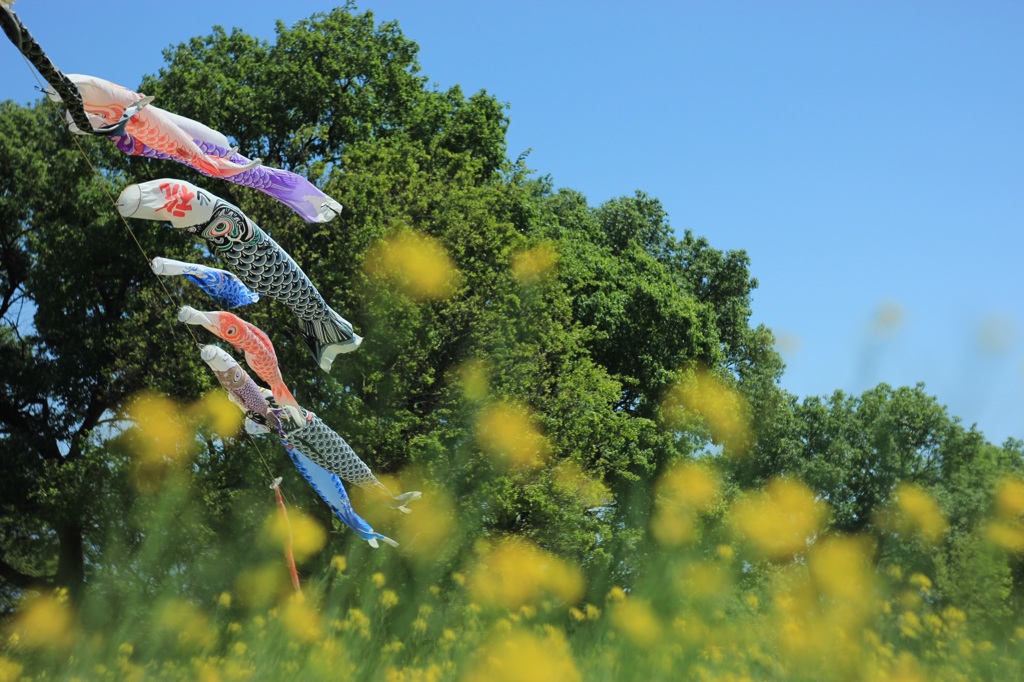 菜の花の川