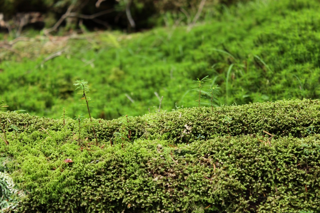 苔むすの森②