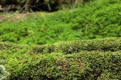 苔むすの森②