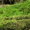 苔むすの森②