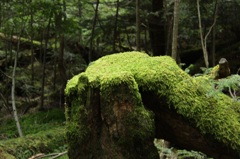 苔むすの森①
