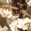 ミツバチまーち