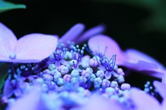 青い森②