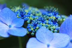 青い森④