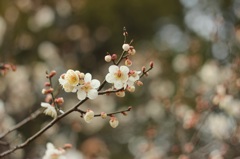梅の花