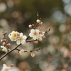 梅の花