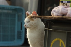 おなかすいた…