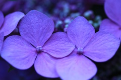 青い森①