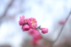 梅子