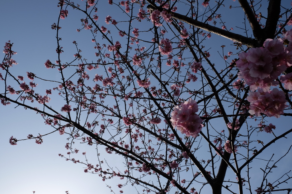 華の巣