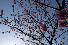 華の巣