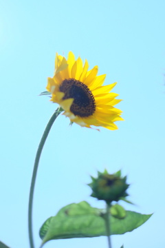 夏が来たー！！！！