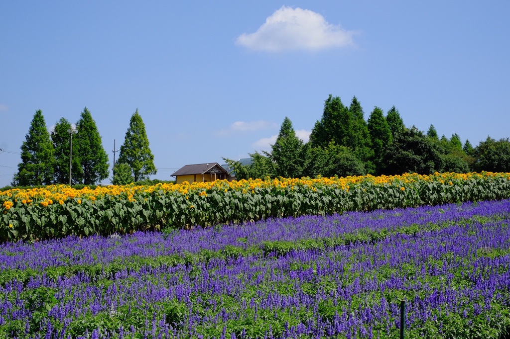 世羅高原農場