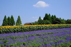 世羅高原農場