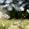 秋桜