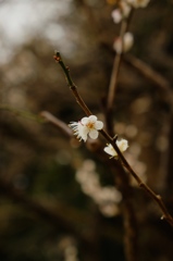 日比谷公園の梅