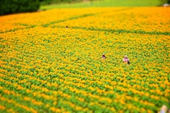 夏の真ん中