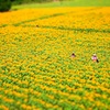 夏の真ん中