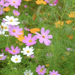 秋桜
