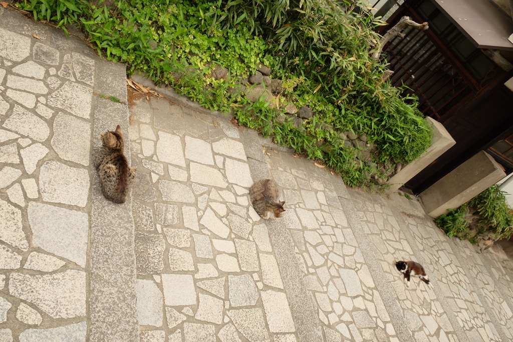 ねこ　ネコ　寝子