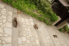 ねこ　ネコ　寝子