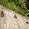 ねこ　ネコ　寝子