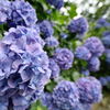 紫陽花5
