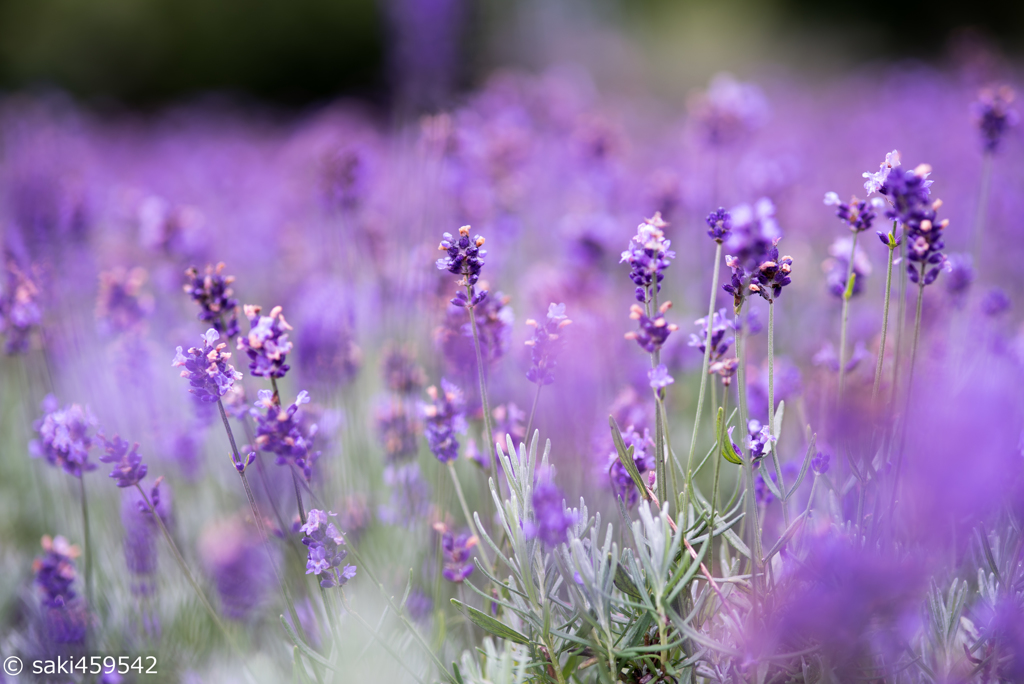 ラベンダー