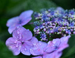 雨と紫陽花