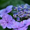 雨と紫陽花