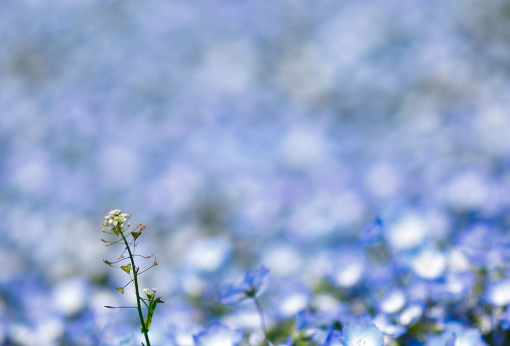 ぺんぺん草