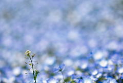 ぺんぺん草