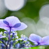 光と紫陽花