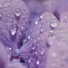 季節外れの紫陽花