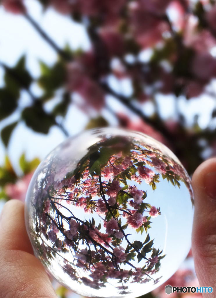 桜餅玉