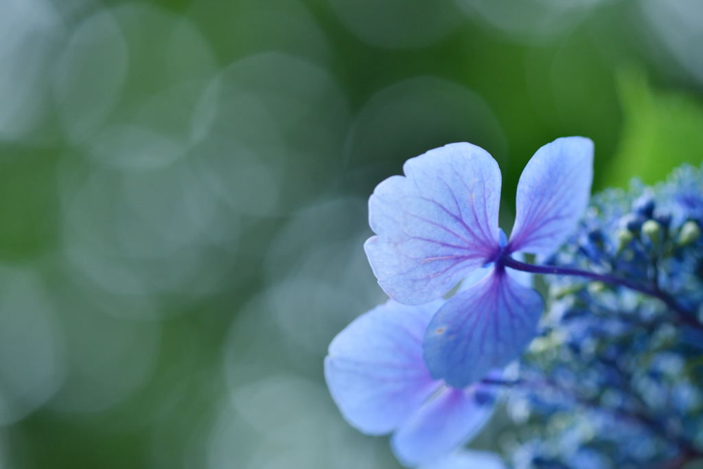 紫陽花と光3