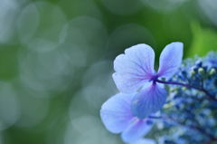 紫陽花と光3