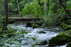 渓流と倒木