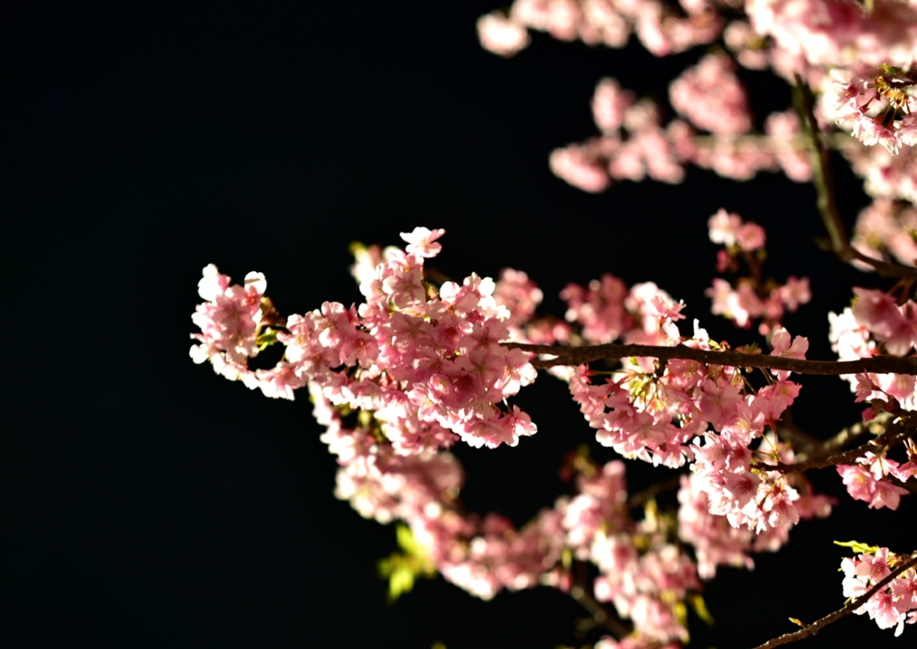 夜桜