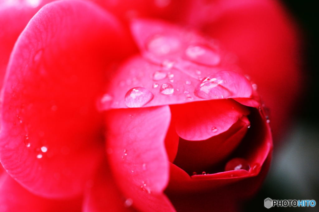 Red Camellia