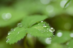 朝・雨・雫