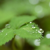 朝・雨・雫