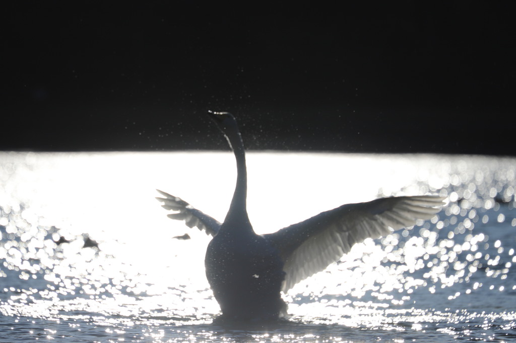 煌めく白鳥の湖 威風堂々