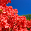 燃える花