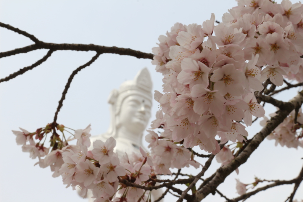 船岡城址公園 さくら